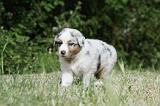 BERGER AUSTRALIEN PUPPIES 316